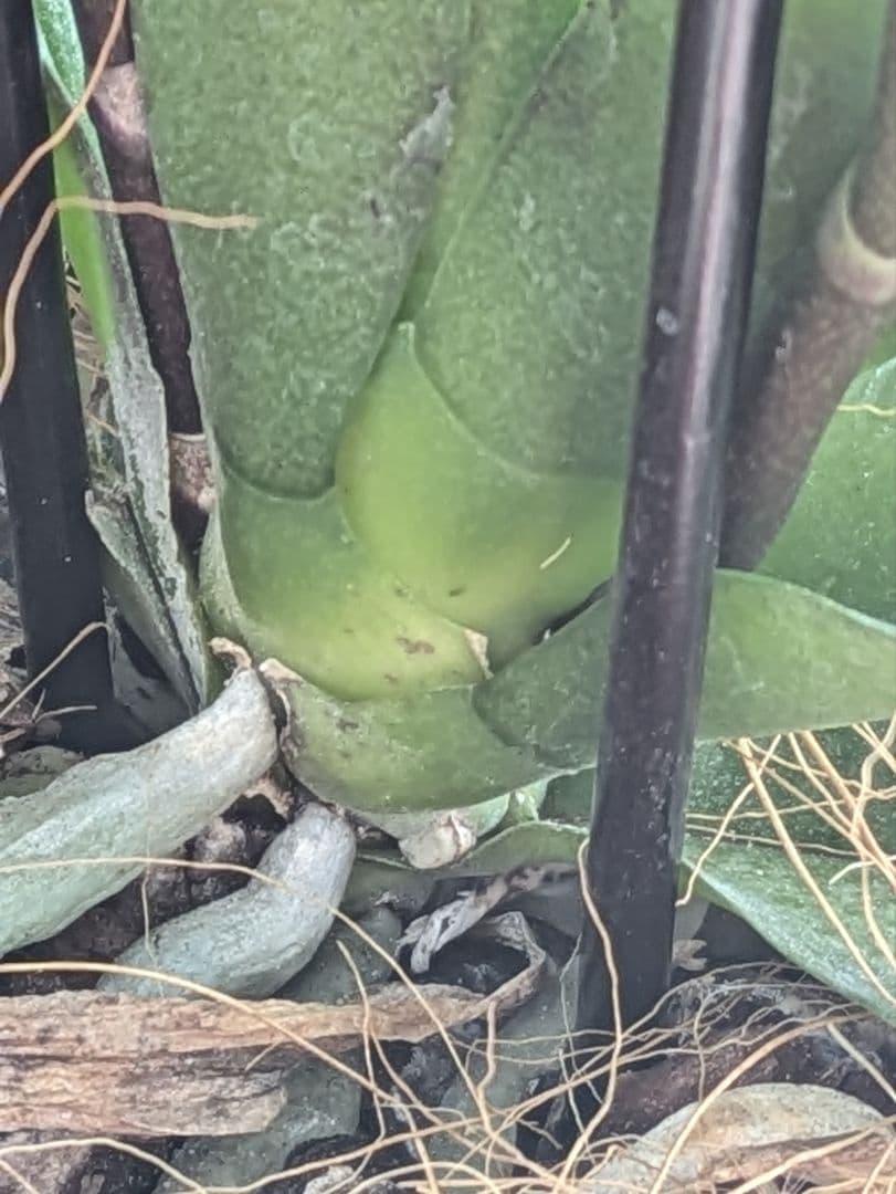 160輪　椎名洋蘭　小輪系胡蝶蘭　シャオユウ