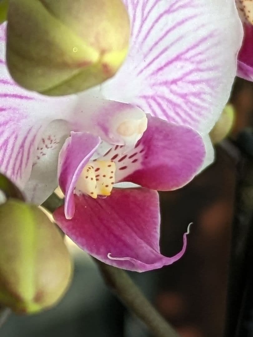 160輪　椎名洋蘭　小輪系胡蝶蘭　シャオユウ