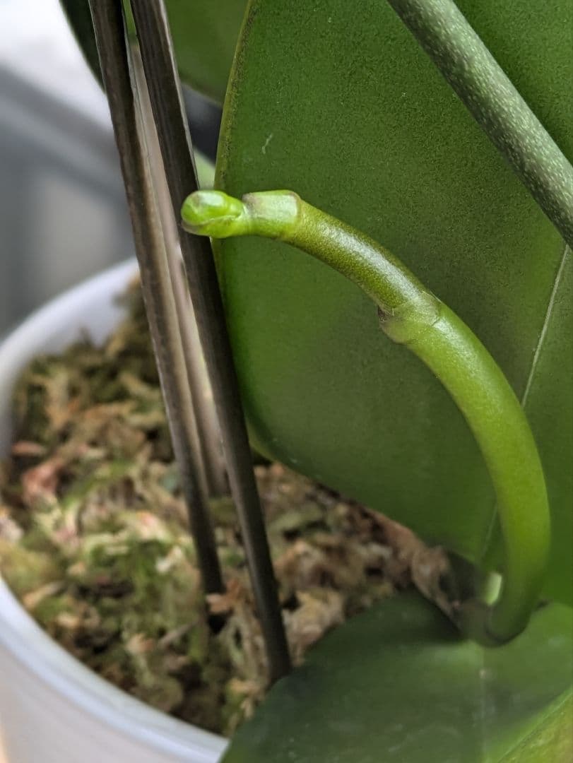 160輪　椎名洋蘭　小輪系胡蝶蘭　シャオユウ