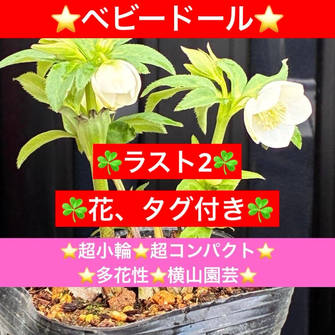 も*子様 3419 ☘️ラスト2☘️花、タグ付☘️⭐️ベビードール⭐️超小輪⭐️