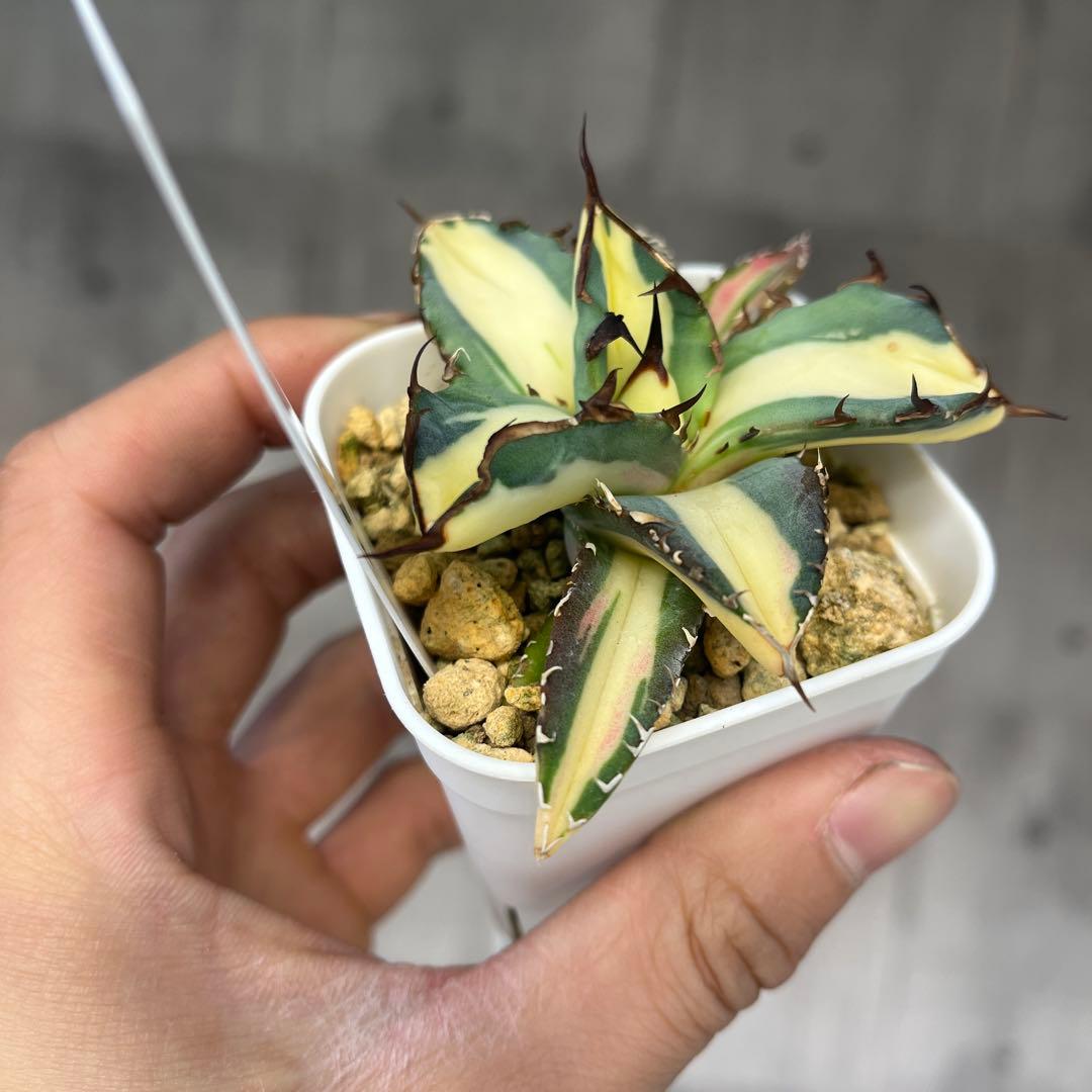 さ*く様 アガベ 黒犀牛錦黄中斑入り抜き苗発送