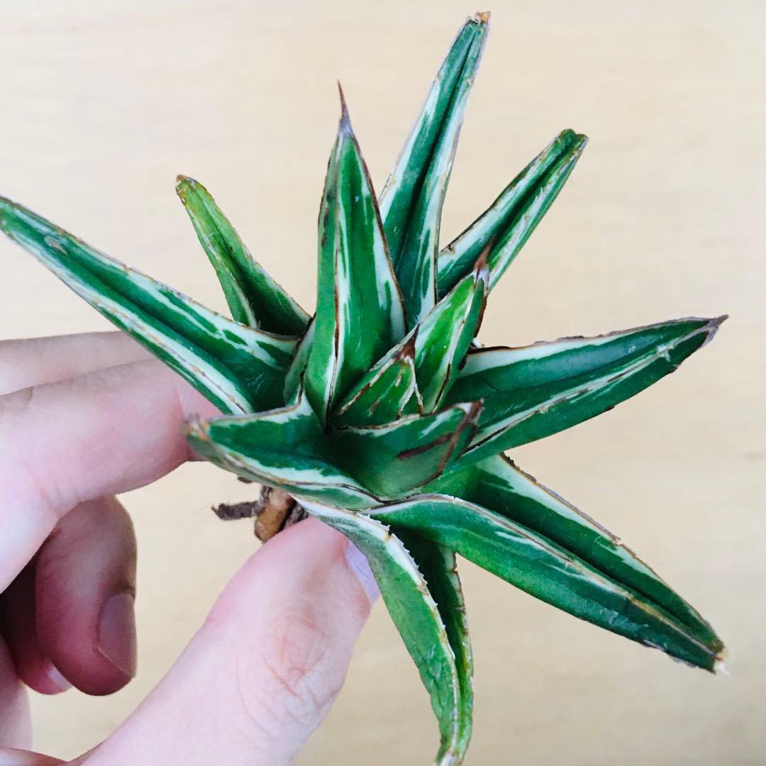 あ*ん様 【稀少】アガベ 笹の雪 錦 純白覆輪斑 短厚葉タイプ TC株