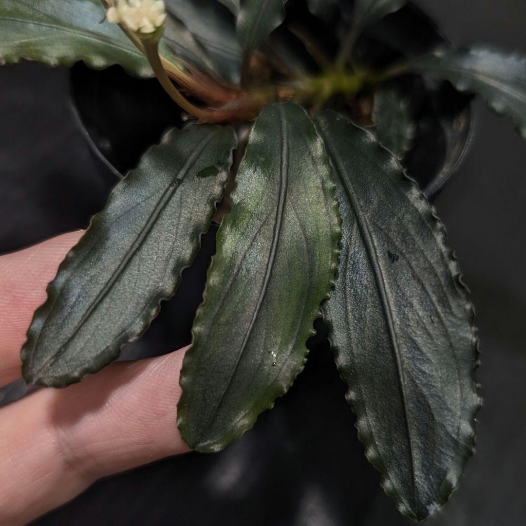 水草 Bucephalandra cv.\