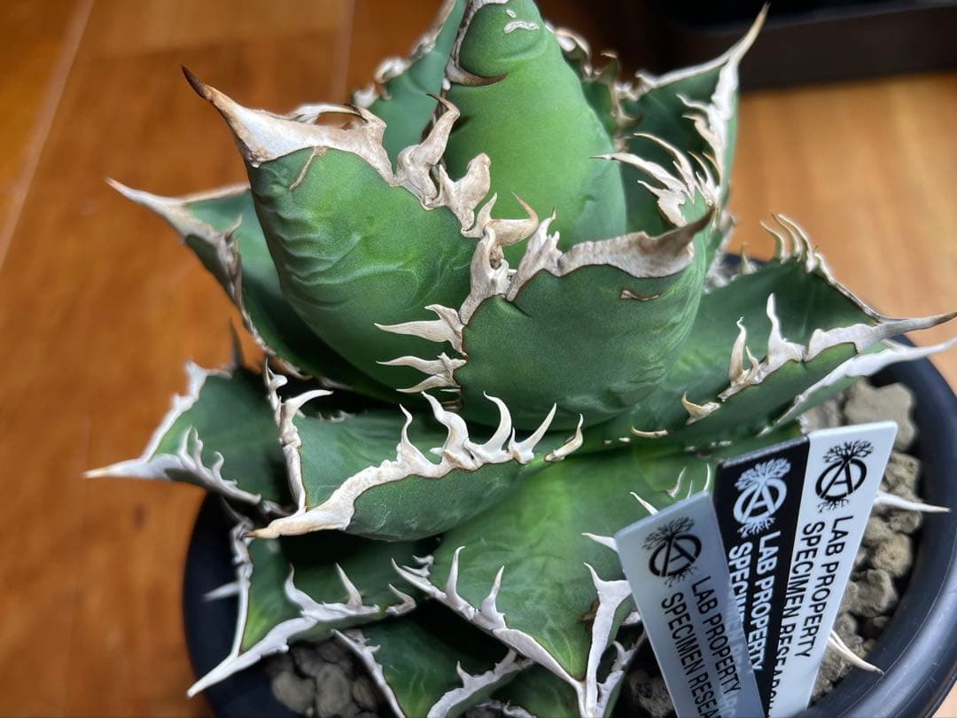 アガベ チタノタ(オテロイ)海王　親株出品　コレクション株