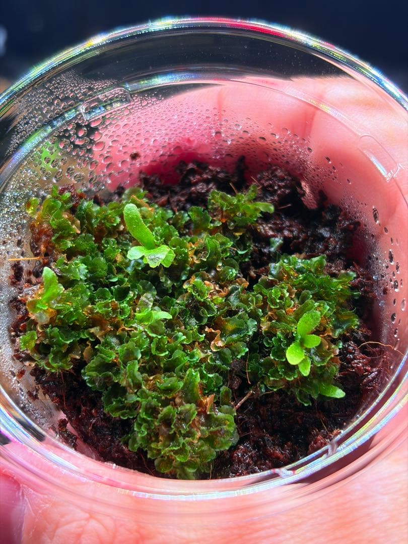 ビカクシダ　Yellow moon dwarf \"EXP\"胞子培養前葉体E