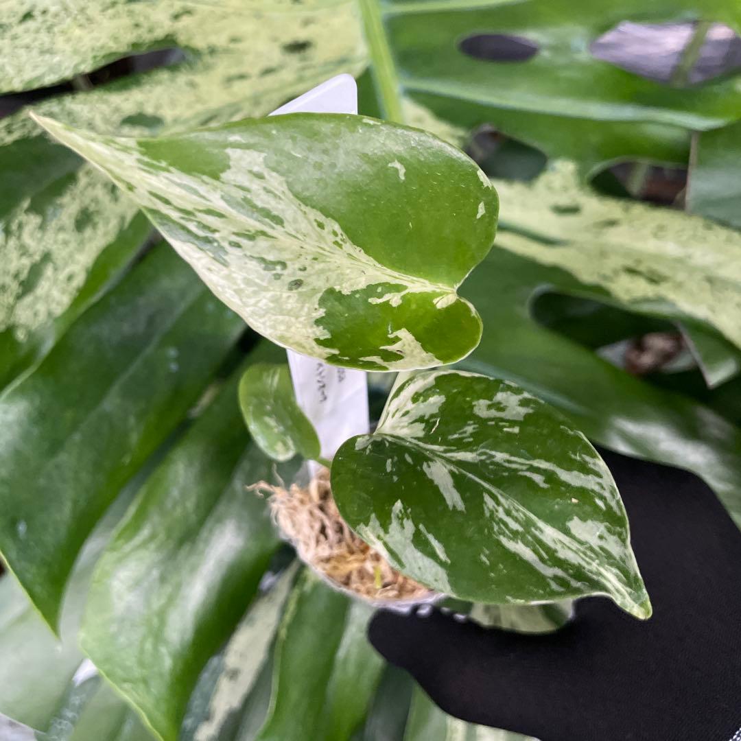 MB7モンステラ　デリシオーサ　ベトシオーサ　2寸ポリポット　ネコポス発送