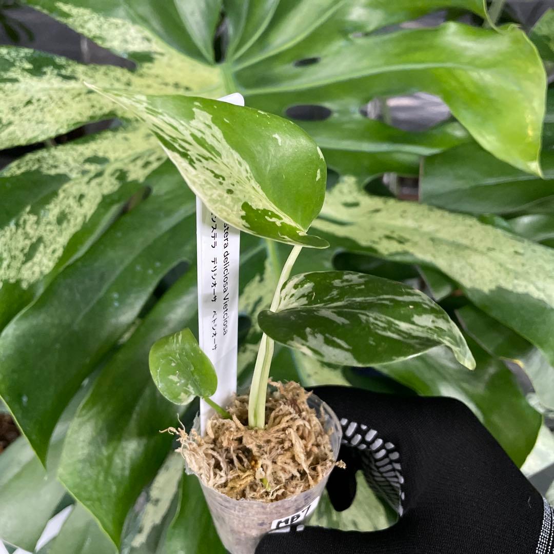 MB7モンステラ　デリシオーサ　ベトシオーサ　2寸ポリポット　ネコポス発送