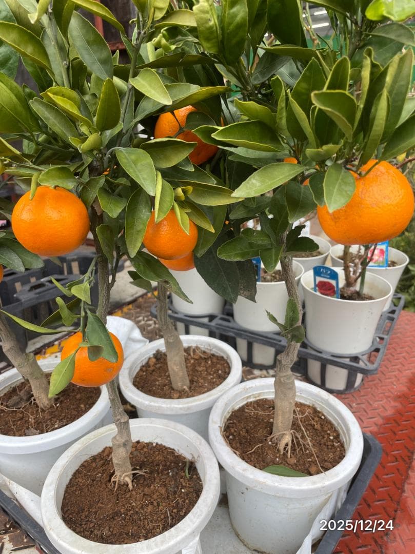 よち　桜島小ミカン6号　スイートシュガー　レモン（　　　　　　）　　計3鉢