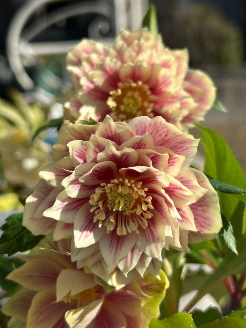 衛*様 クリスマスローズ開花株　ソレイユ　認定札付き