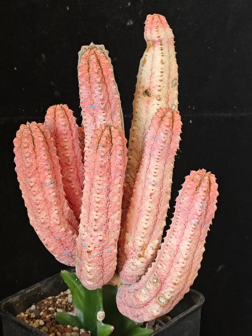 空*豆様 ユーフォルビア アブデルクリ 'Damask' 多肉植物 サボテン 塊