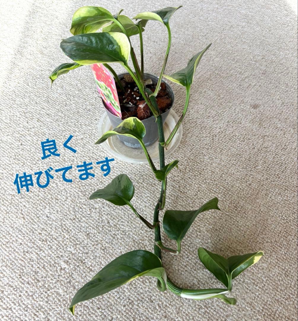 ポトス AWドリーム　激レア　希少　新品種　‼️新年期間限定特価‼️