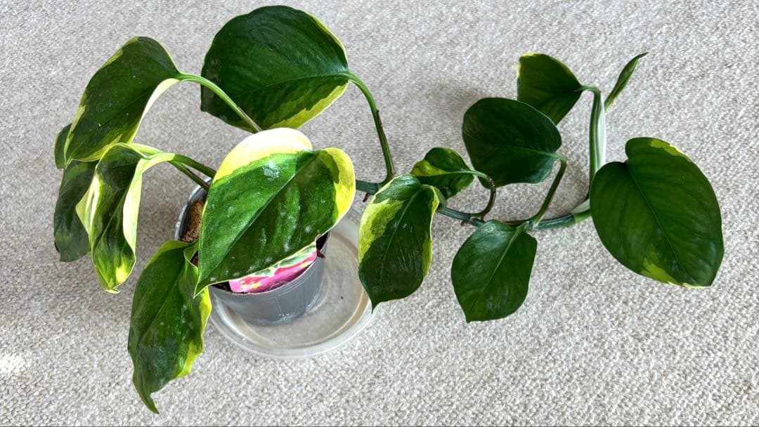 ポトス AWドリーム　激レア　希少　新品種　‼️新年期間限定特価‼️