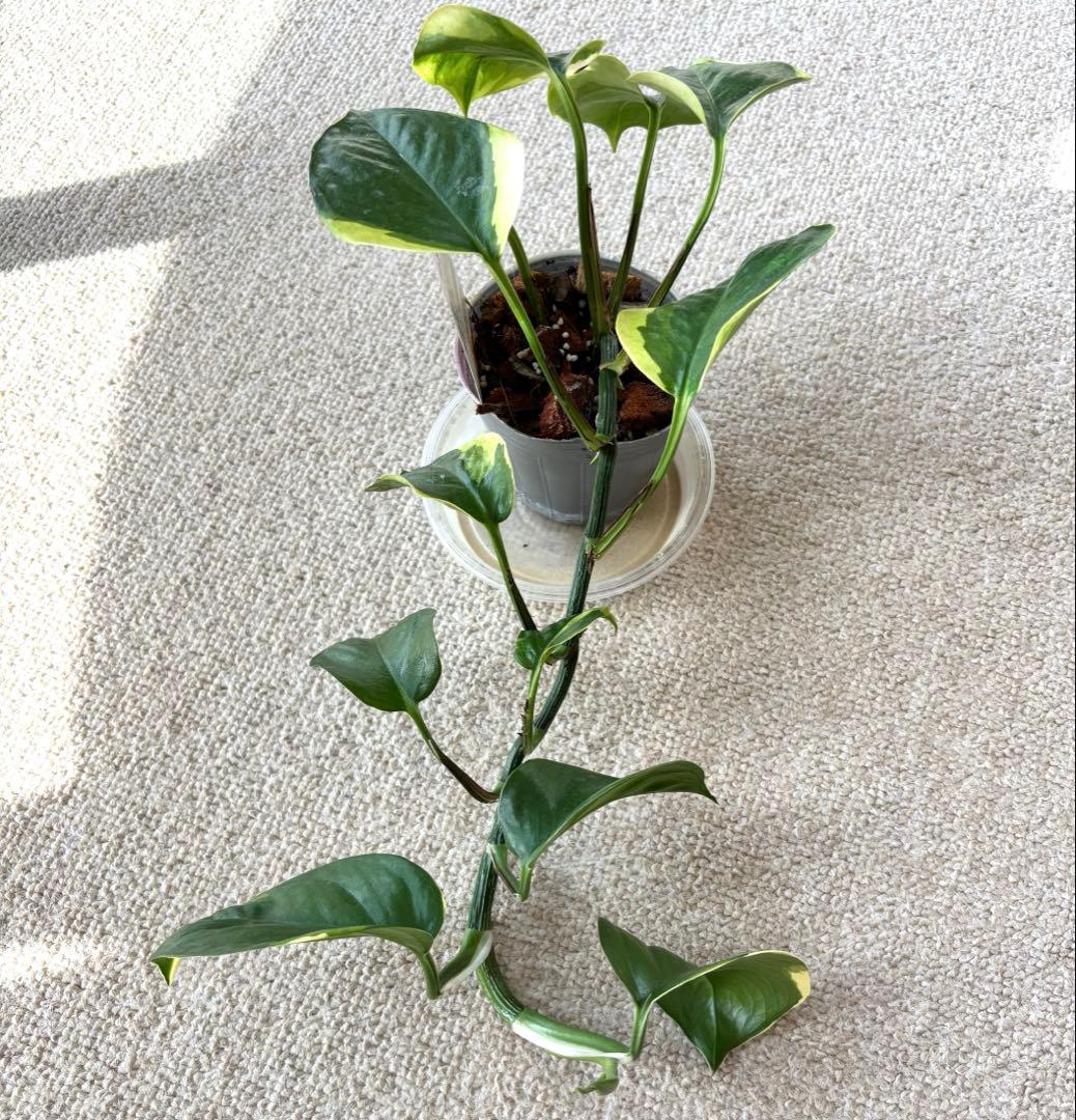 ポトス AWドリーム　激レア　希少　新品種　‼️新年期間限定特価‼️