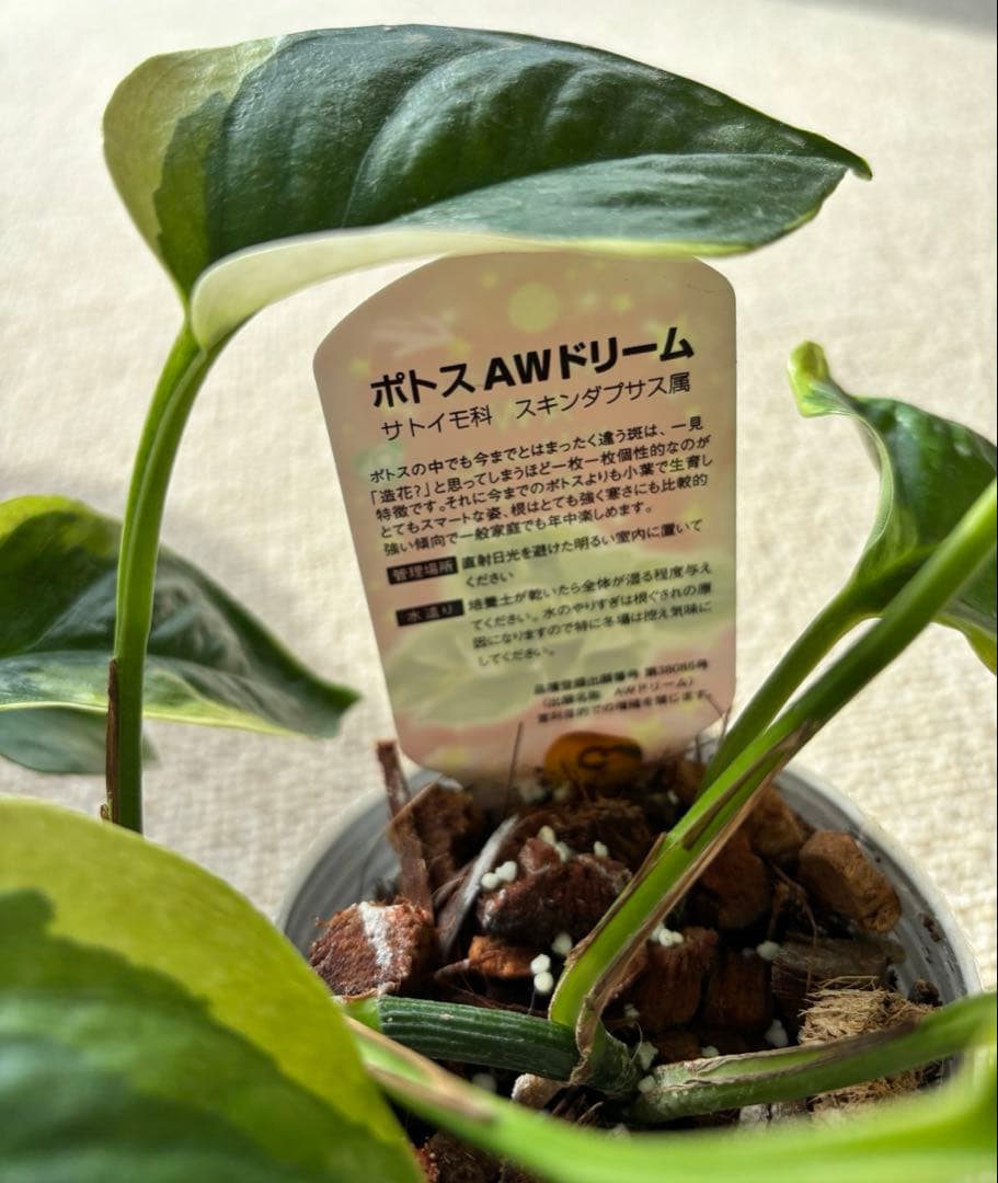 ポトス AWドリーム　激レア　希少　新品種　‼️新年期間限定特価‼️