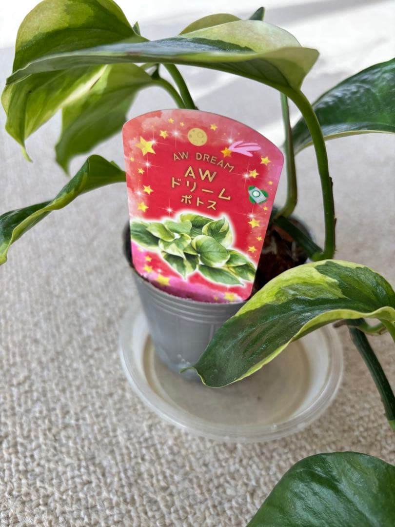 ポトス AWドリーム　激レア　希少　新品種　‼️新年期間限定特価‼️