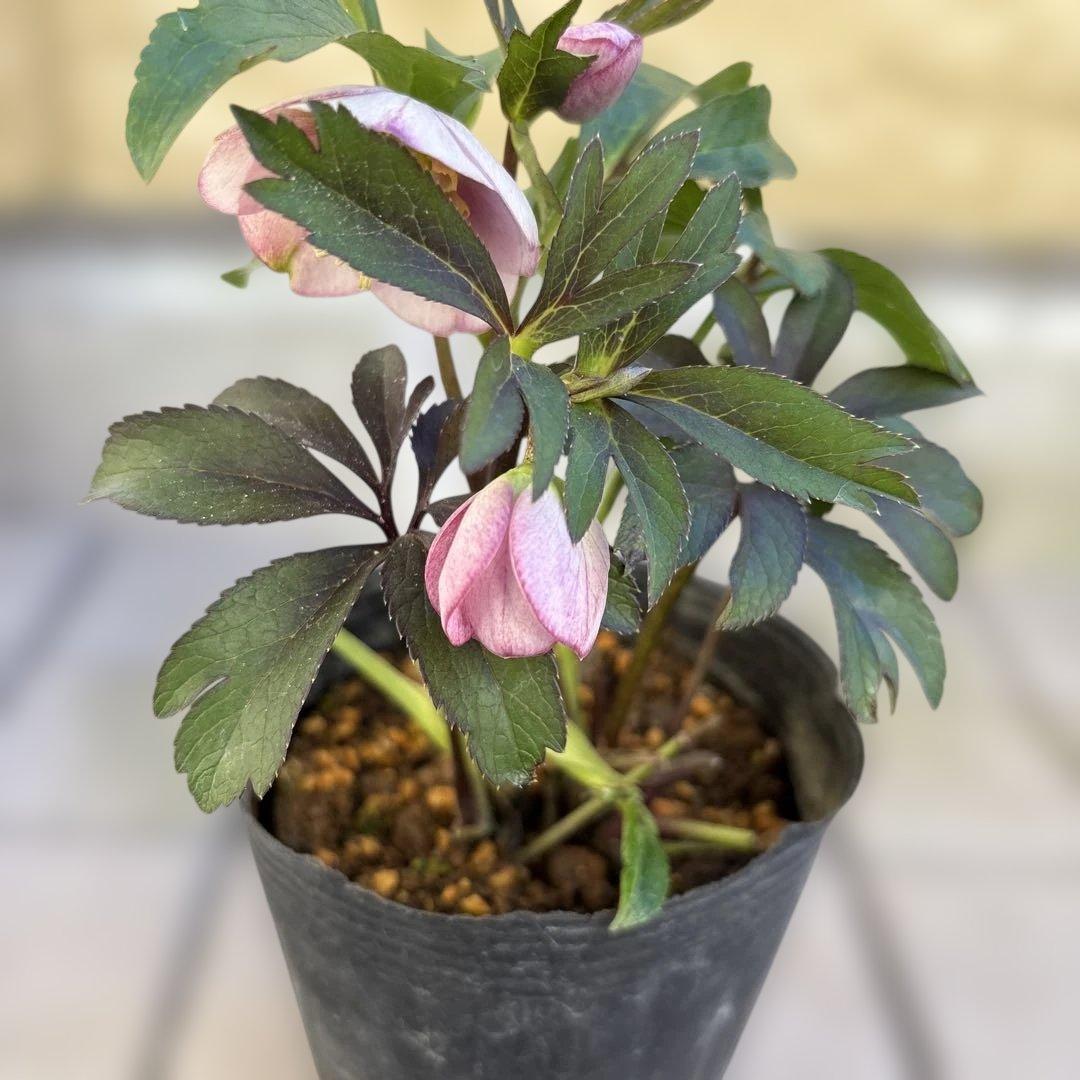 ポーセリンhyb. 大木ナーサリー　クリスマスローズ　タグ付き　現品　開花株