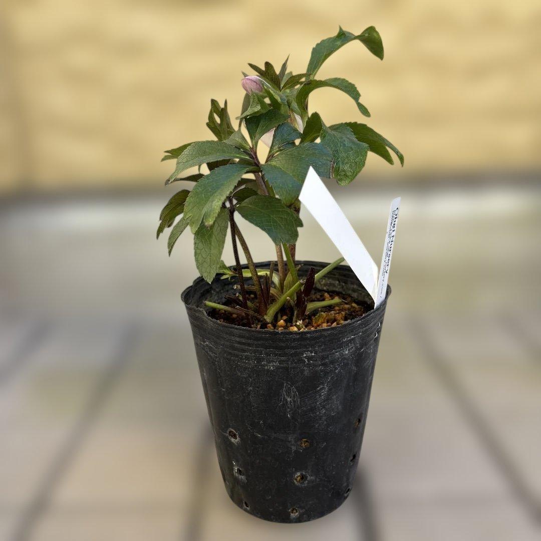 ポーセリンhyb. 大木ナーサリー　クリスマスローズ　タグ付き　現品　開花株