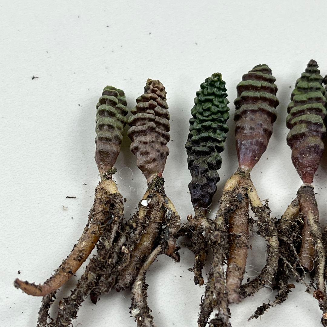 ち*び様 E10珍奇植物　多肉植物 つくし玉 /ブルビネ・ブルインシー 実生株