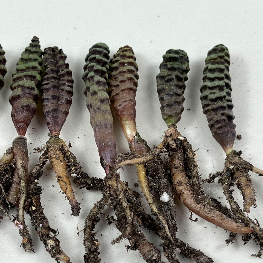 ち*び様 E10珍奇植物　多肉植物 つくし玉 /ブルビネ・ブルインシー 実生株