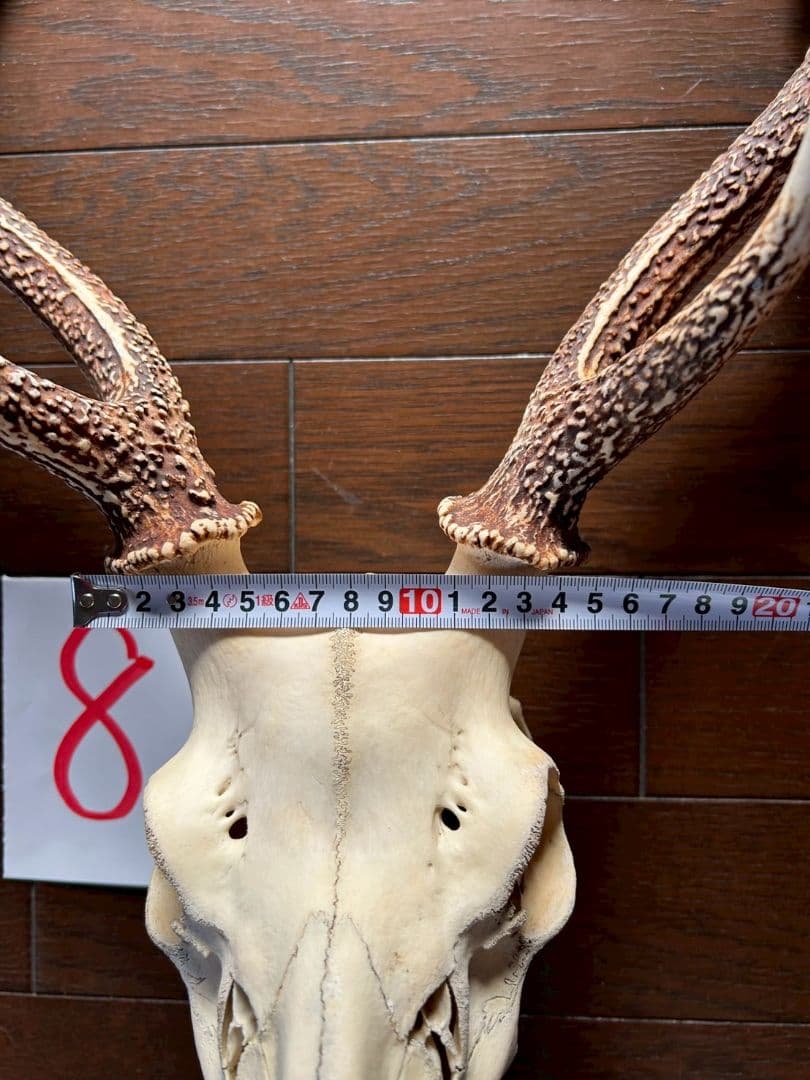 ⑧[1点もの] ハンティングトロフィー　鹿の角　頭蓋骨　日本鹿　スカル