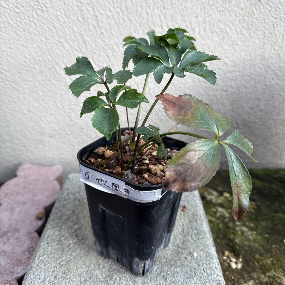 ア*ビ様 ■広瀬園芸■ 昨々シーズン株分け クリスマスローズ