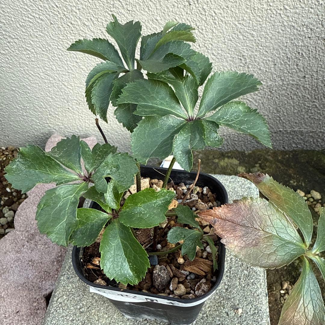 ア*ビ様 ■広瀬園芸■ 昨々シーズン株分け クリスマスローズ