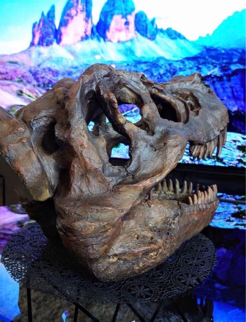 ✨大迫力✨ ティラノサウルス 恐竜の化石 頭骨 インテリア ジュラシックワールド