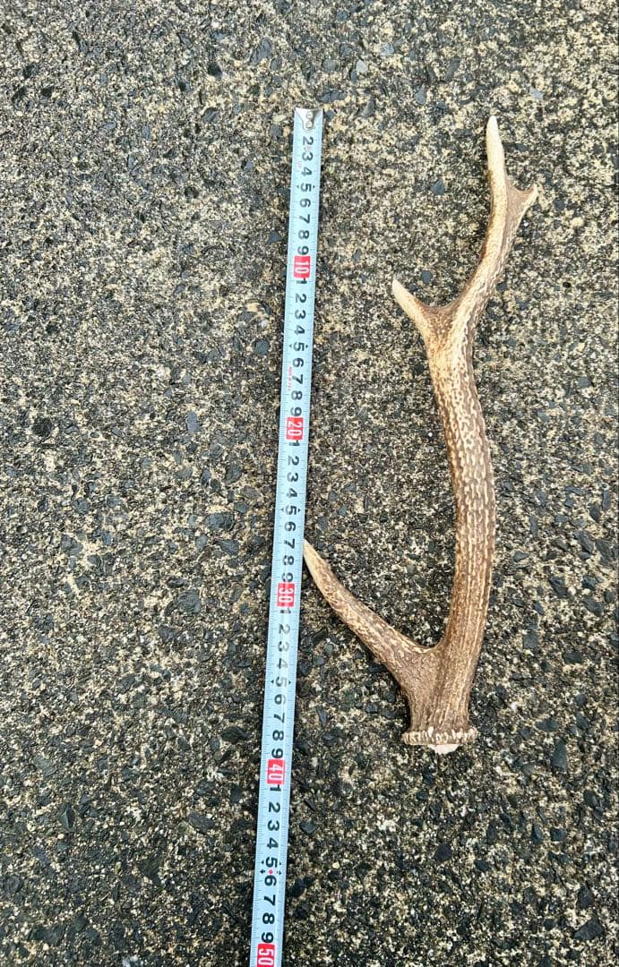 鹿の角 14本(1本ごとの長さあり)まとめ