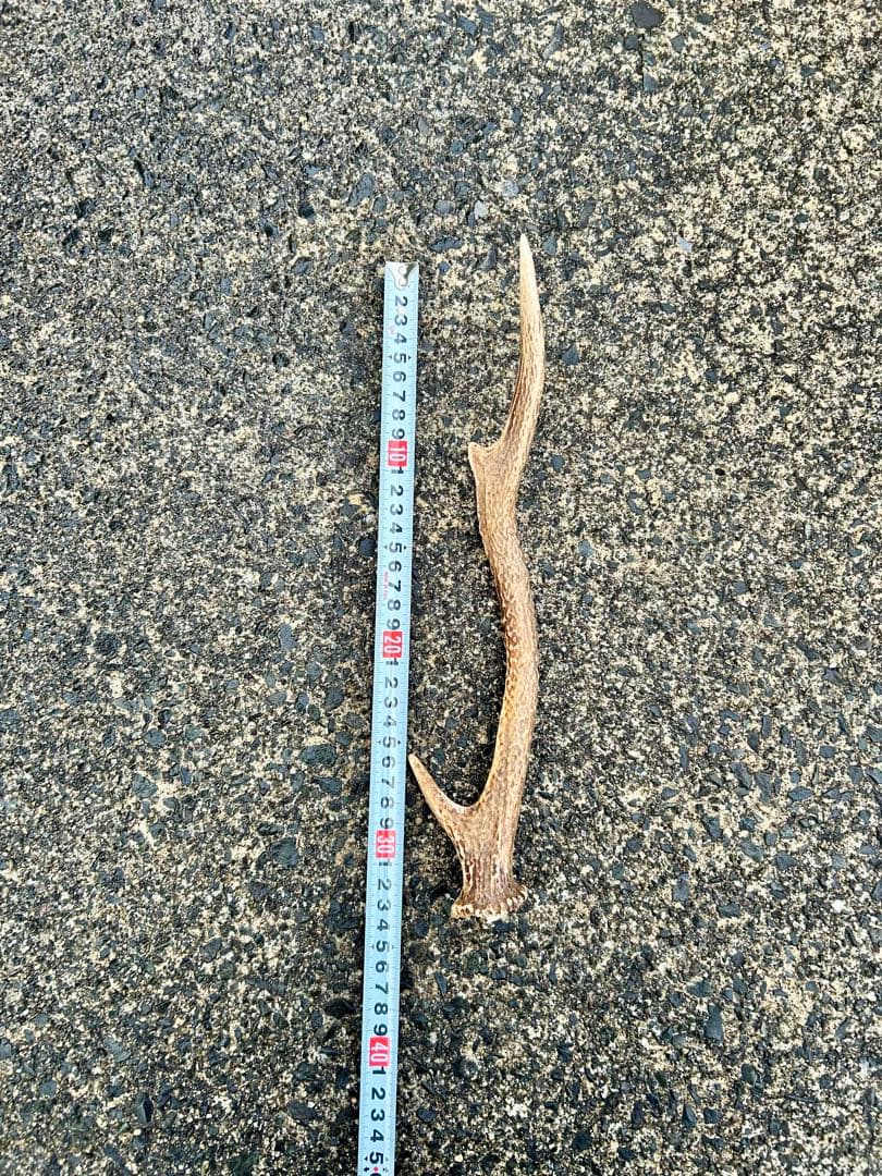 鹿の角 14本(1本ごとの長さあり)まとめ