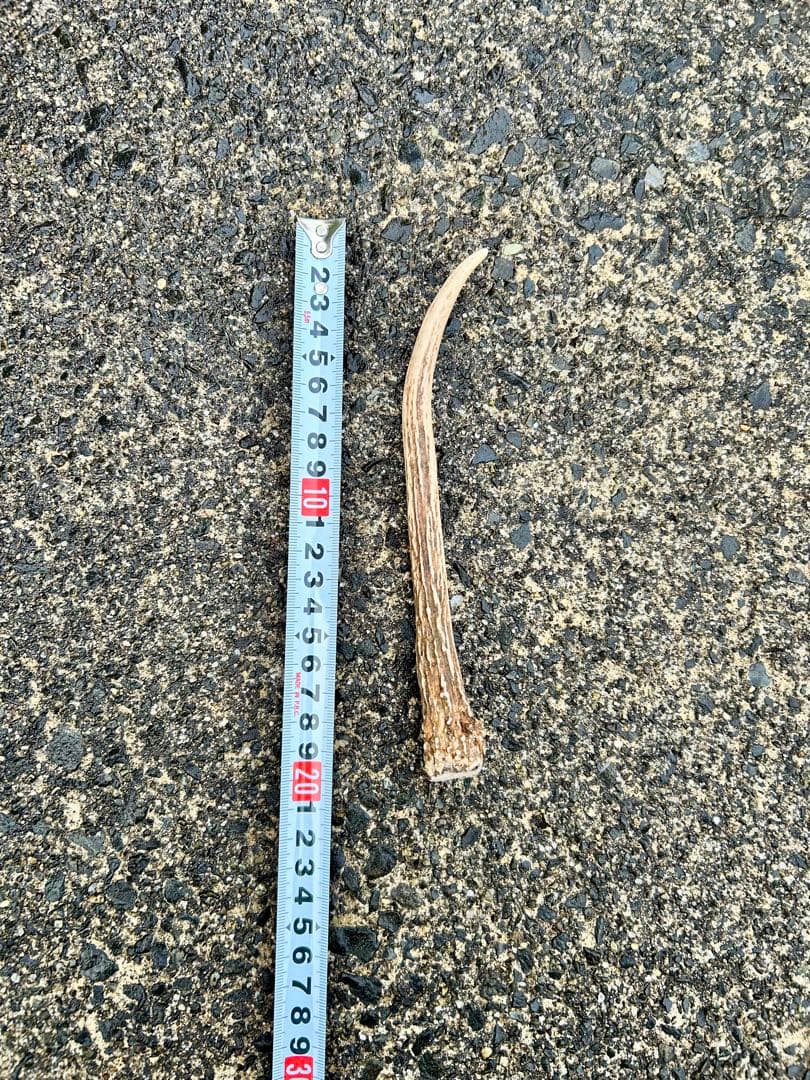 鹿の角 14本(1本ごとの長さあり)まとめ