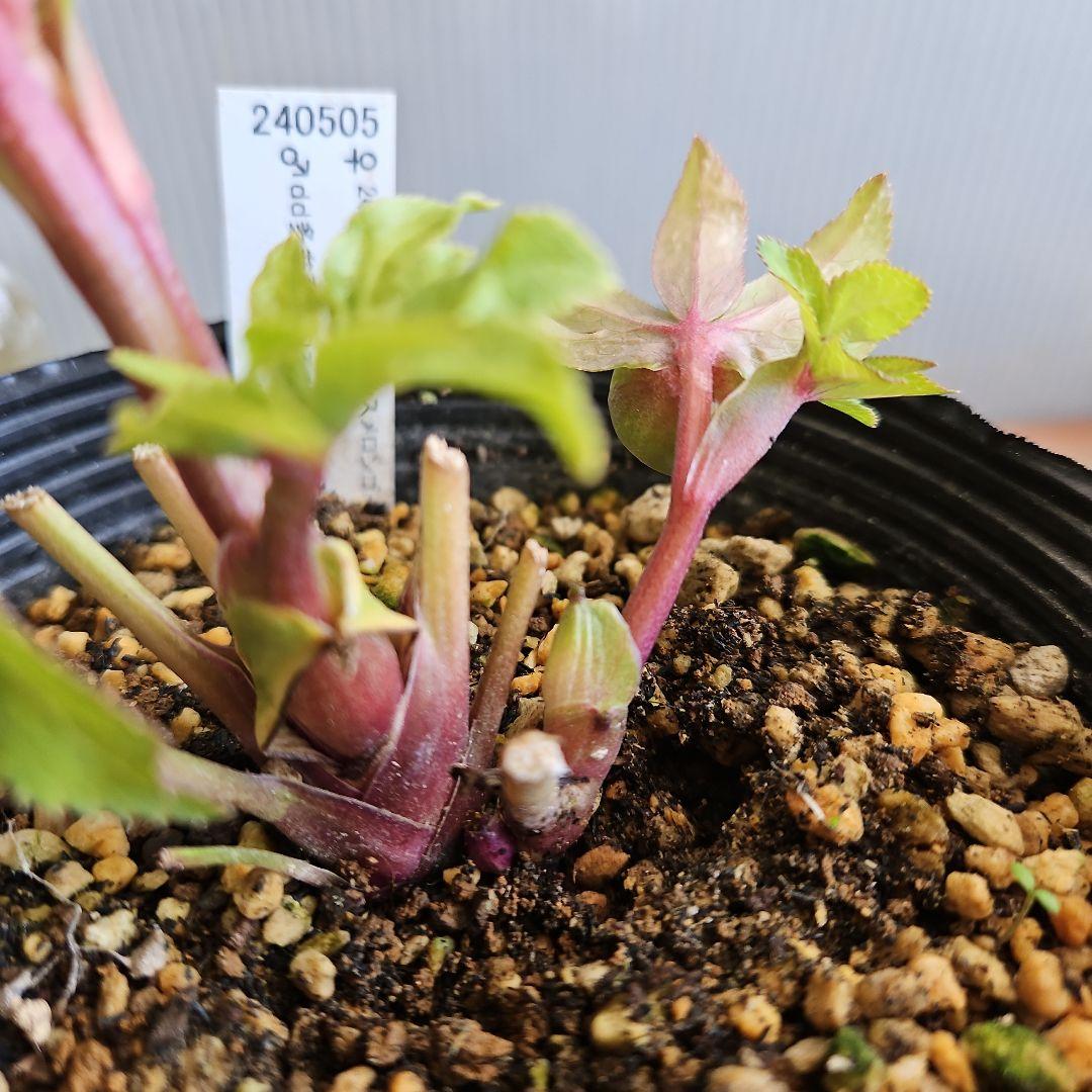 おぎっちょ様ご購入苗㉖-422クリスマスローズ