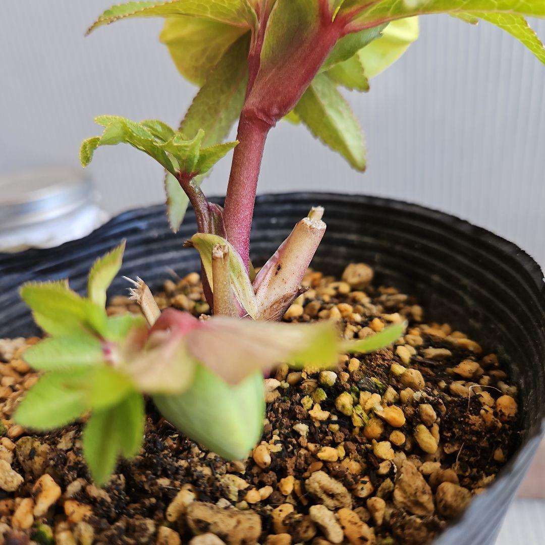 おぎっちょ様ご購入苗㉖-422クリスマスローズ