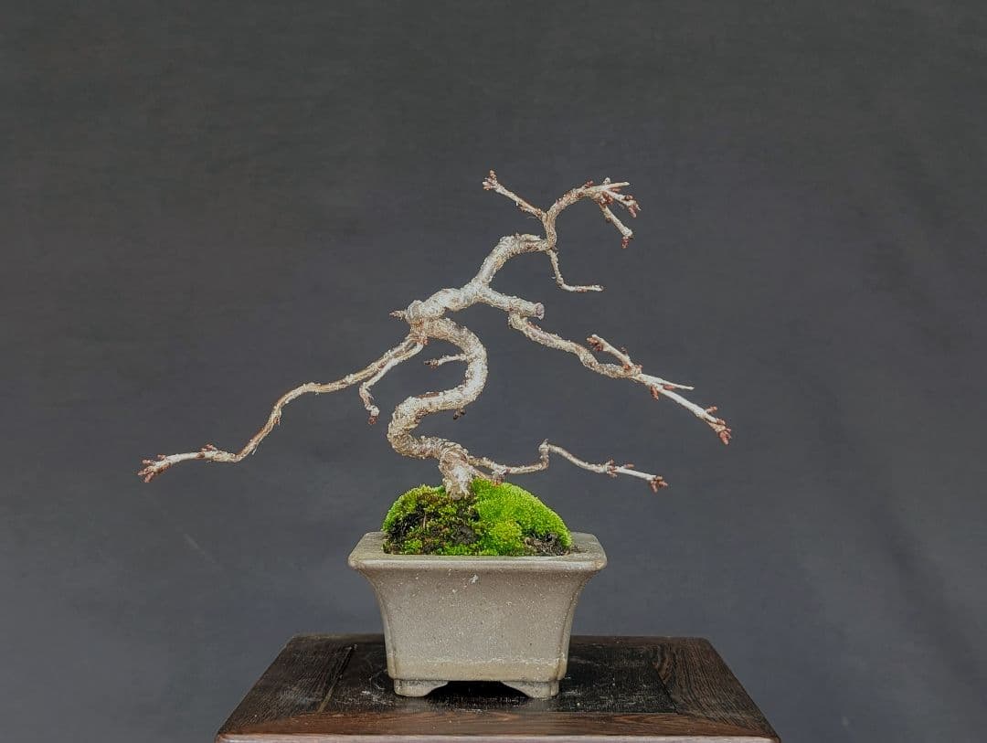 富士しだれ桜 サクラ ミニ盆栽 小品盆栽