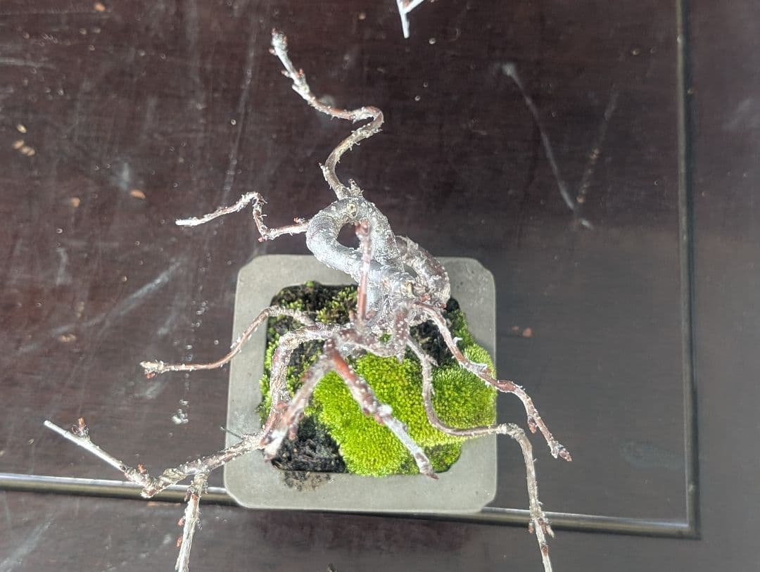 富士しだれ桜 サクラ ミニ盆栽 小品盆栽