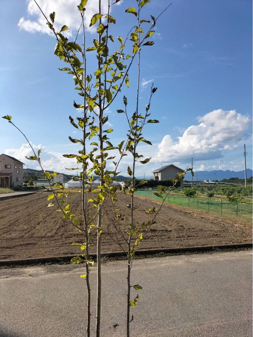 アオハダ 株立ち 3本立ち
