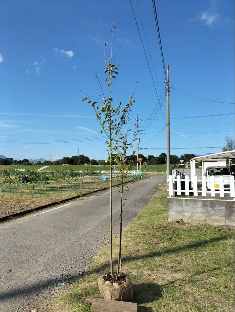 アオハダ 株立ち 3本立ち