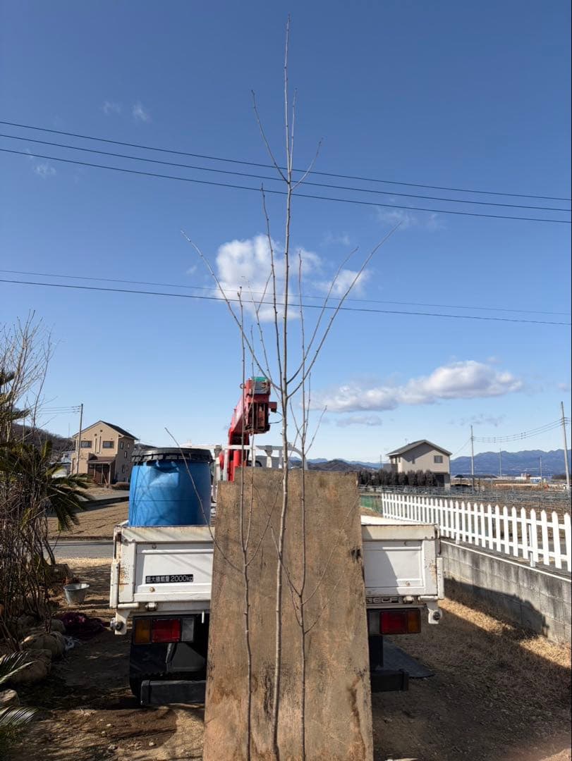 アオハダ 株立ち 3本立ち