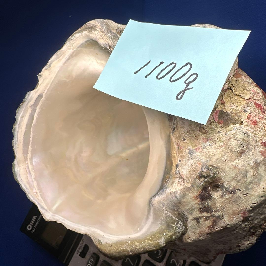 夜光貝　ヤコウ貝　まとめ売り　15個 約16、5kg アクセサリー　ルアー