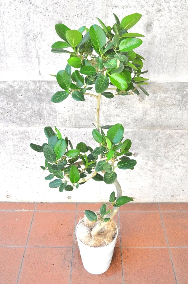 フィカス ベンガレンシス ８号137cm Spiral tree form