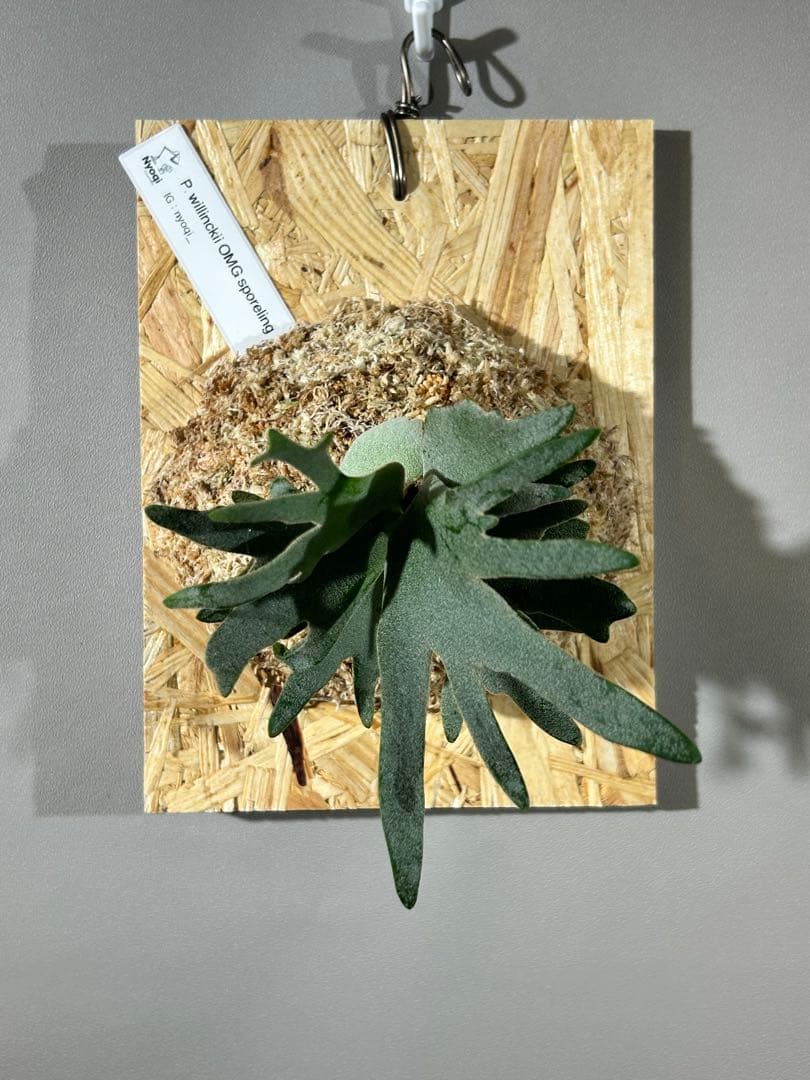 add様 リクエスト 3点 まとめ商品