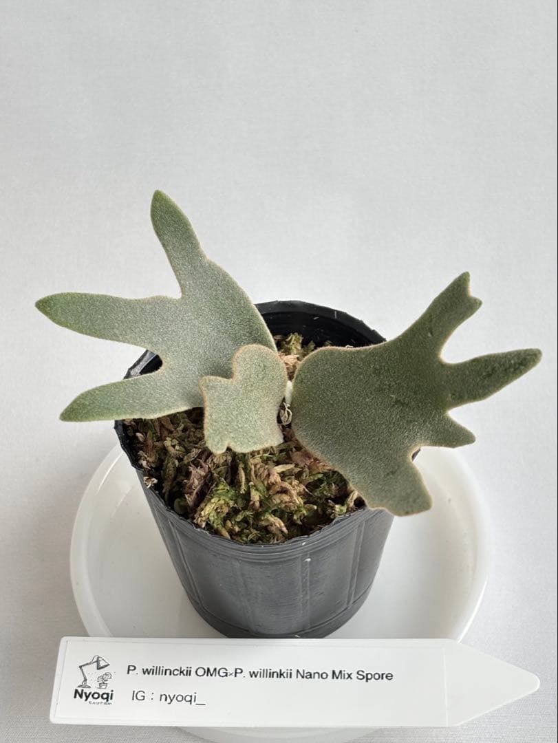 add様 リクエスト 3点 まとめ商品