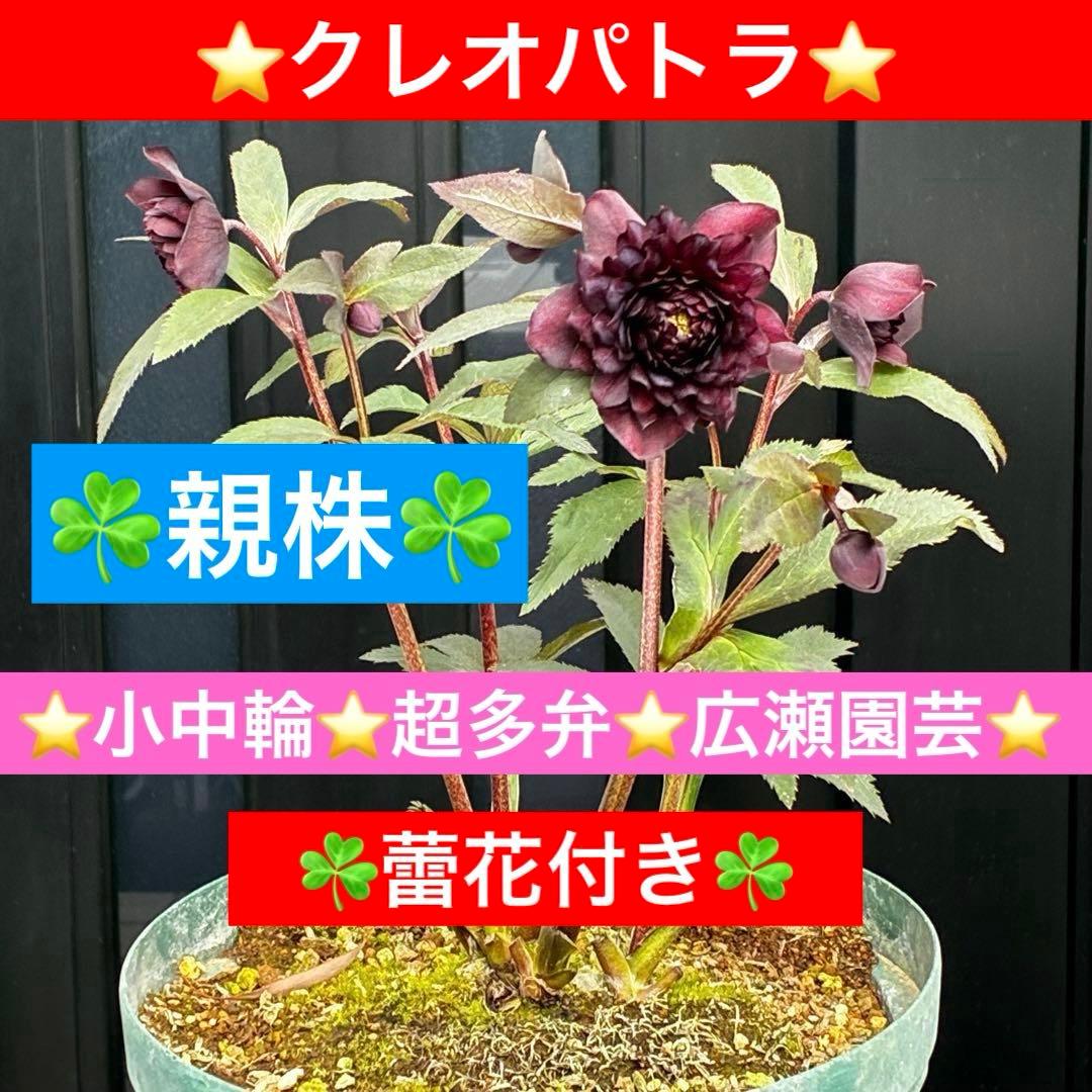 ま*こ様 3552☘️蕾花付き☘️親株☘️⭐️クレオパトラ⭐️小中輪⭐️超多弁⭐