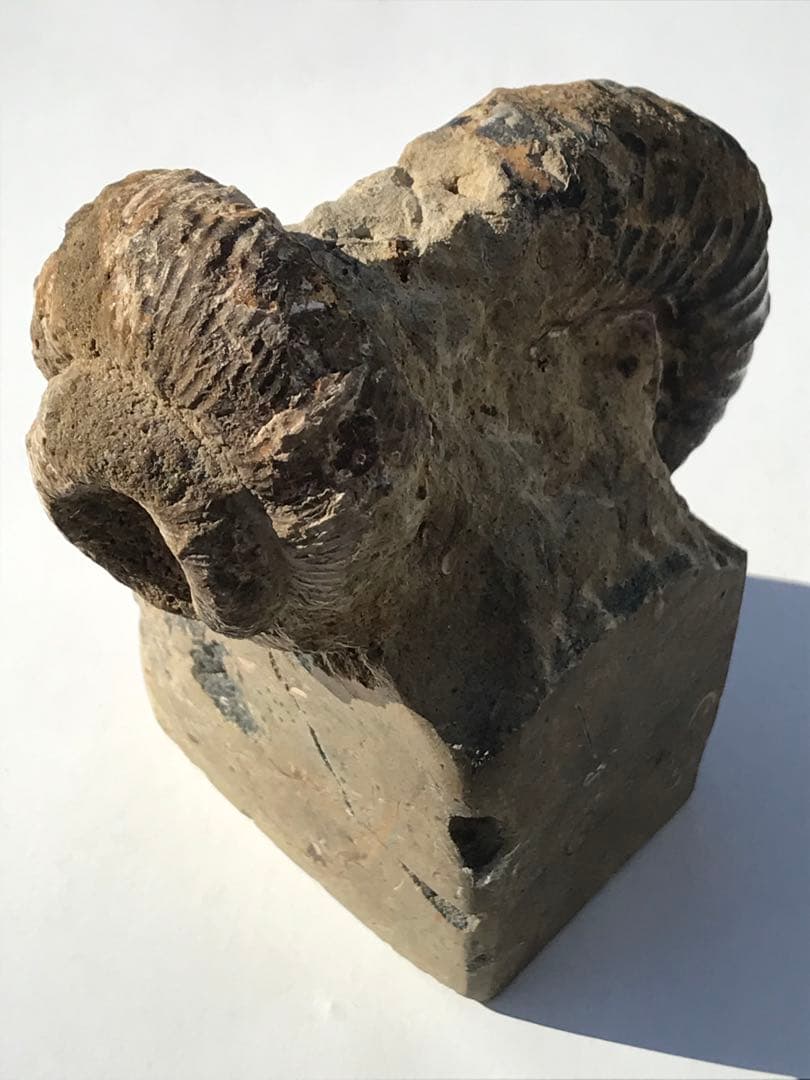 【限定出品】マダガスカル産　異常巻きアンモナイト化石（ノストセラス）　稀少