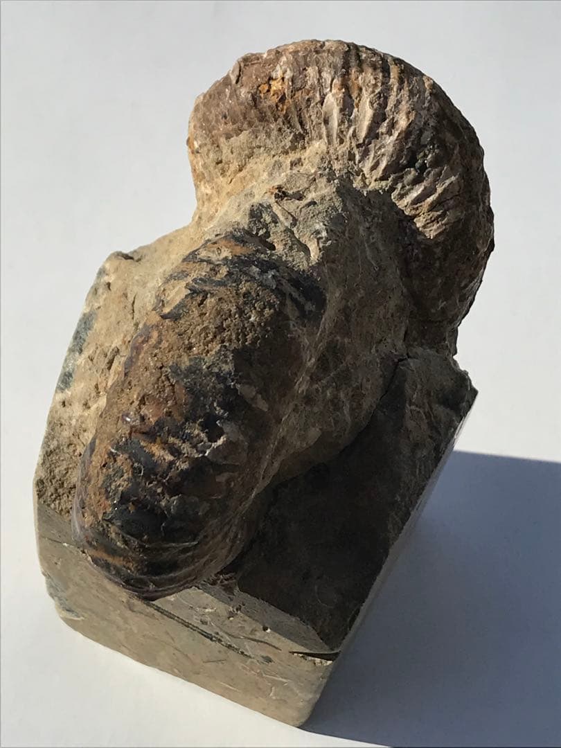 【限定出品】マダガスカル産　異常巻きアンモナイト化石（ノストセラス）　稀少