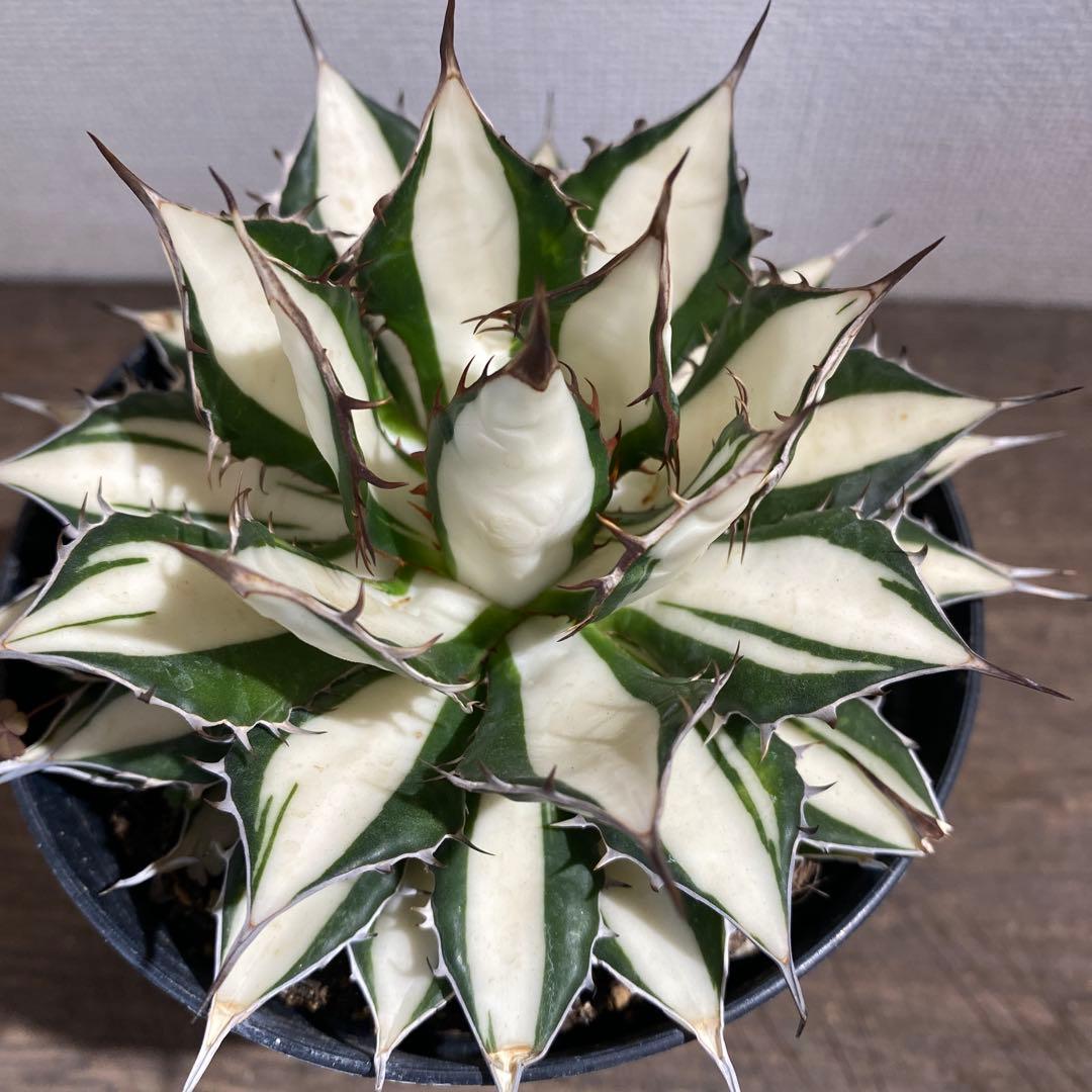 アガベ　ホリダ白中斑入　極上　初売3