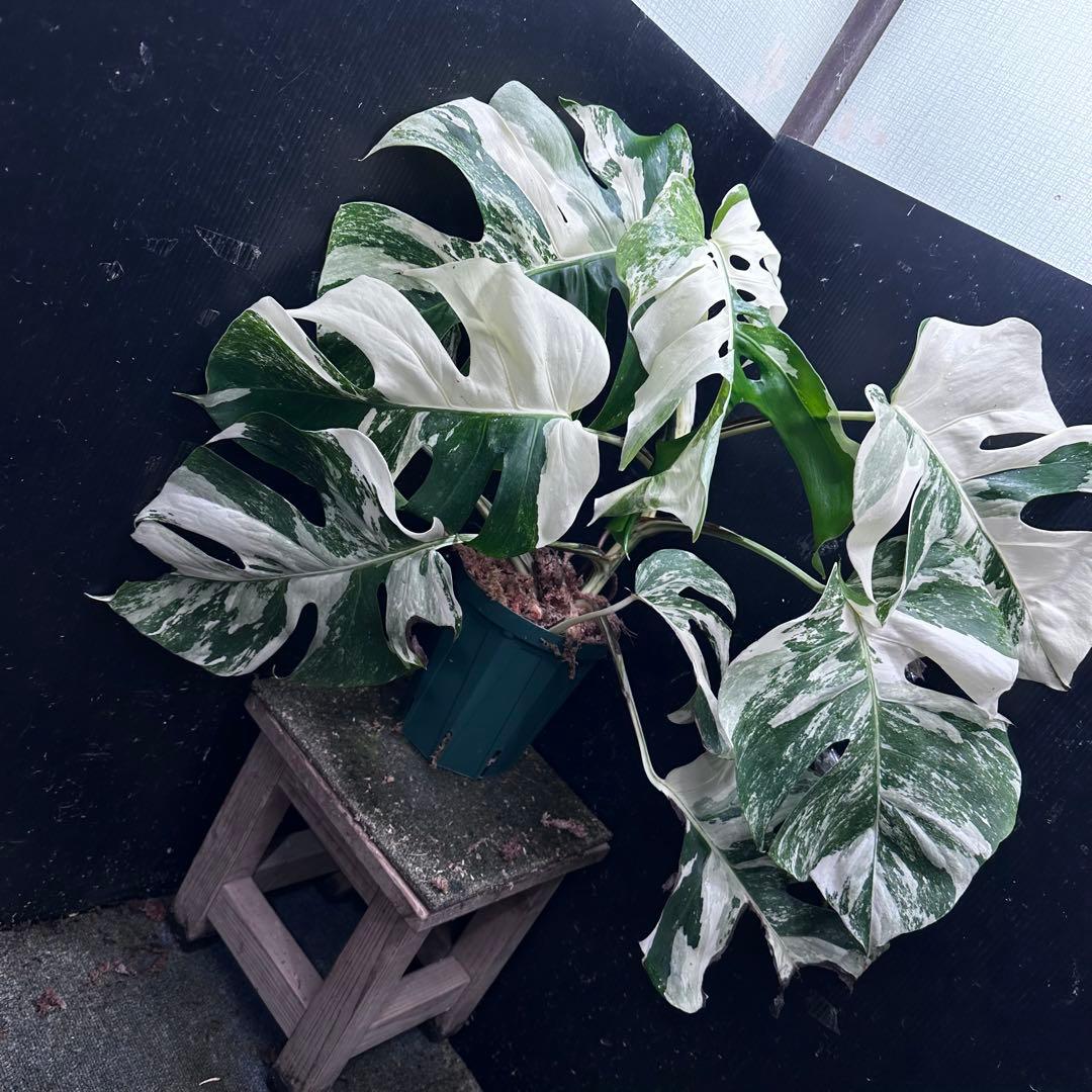 M*o様 斑入りモンステラ ホワイトタイガー極美大株57cm白斑多