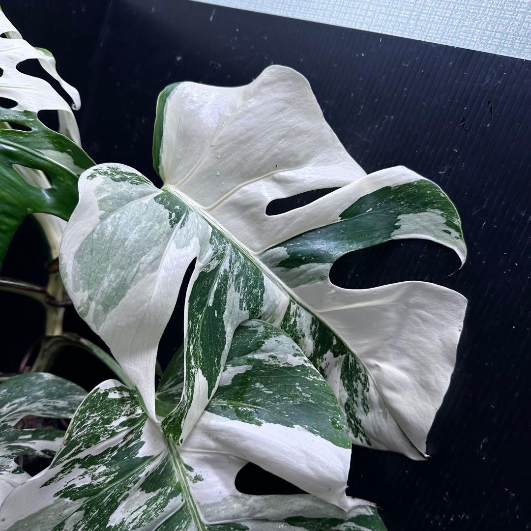 M*o様 斑入りモンステラ ホワイトタイガー極美大株57cm白斑多