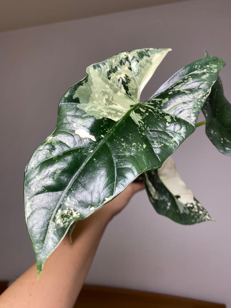七*草様 【超希少‼️美株✨】アロカシア　シンポ　アルボ　斑入り　白斑　レア　人