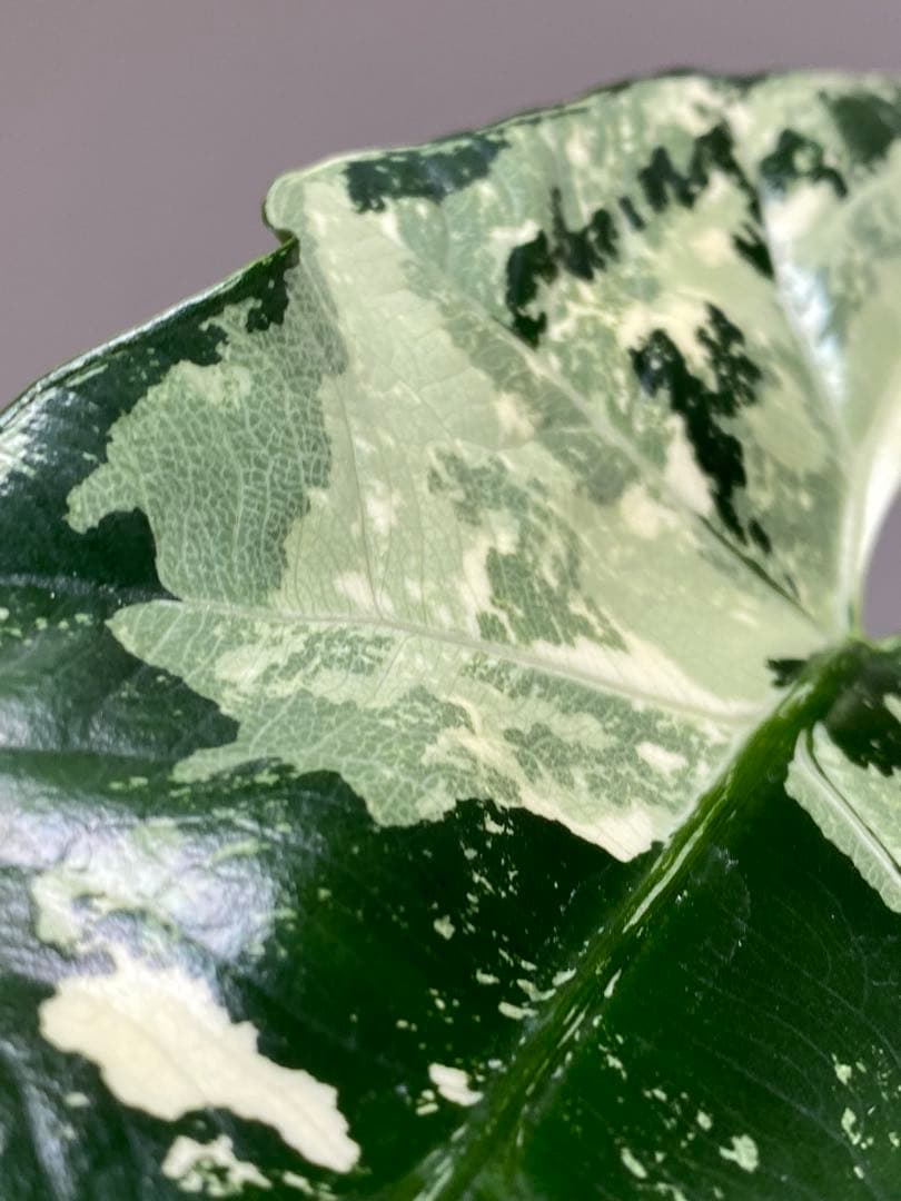 七*草様 【超希少‼️美株✨】アロカシア　シンポ　アルボ　斑入り　白斑　レア　人