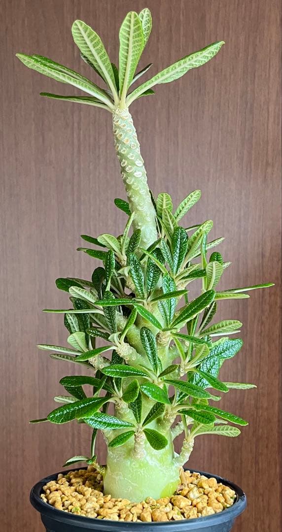 ちゃちゃ丸【レア/塊根植物】ドルステニア ギガス 鉢植え A-6